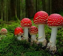 fungi