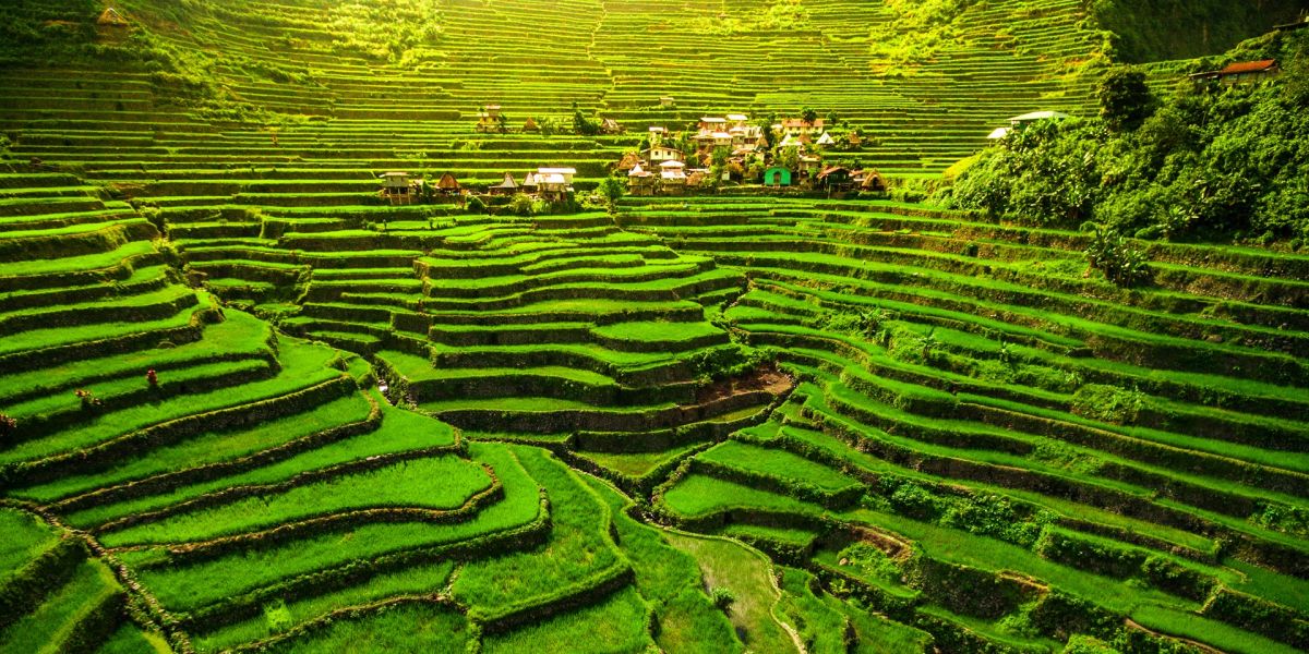 Banaue Rice Terraces