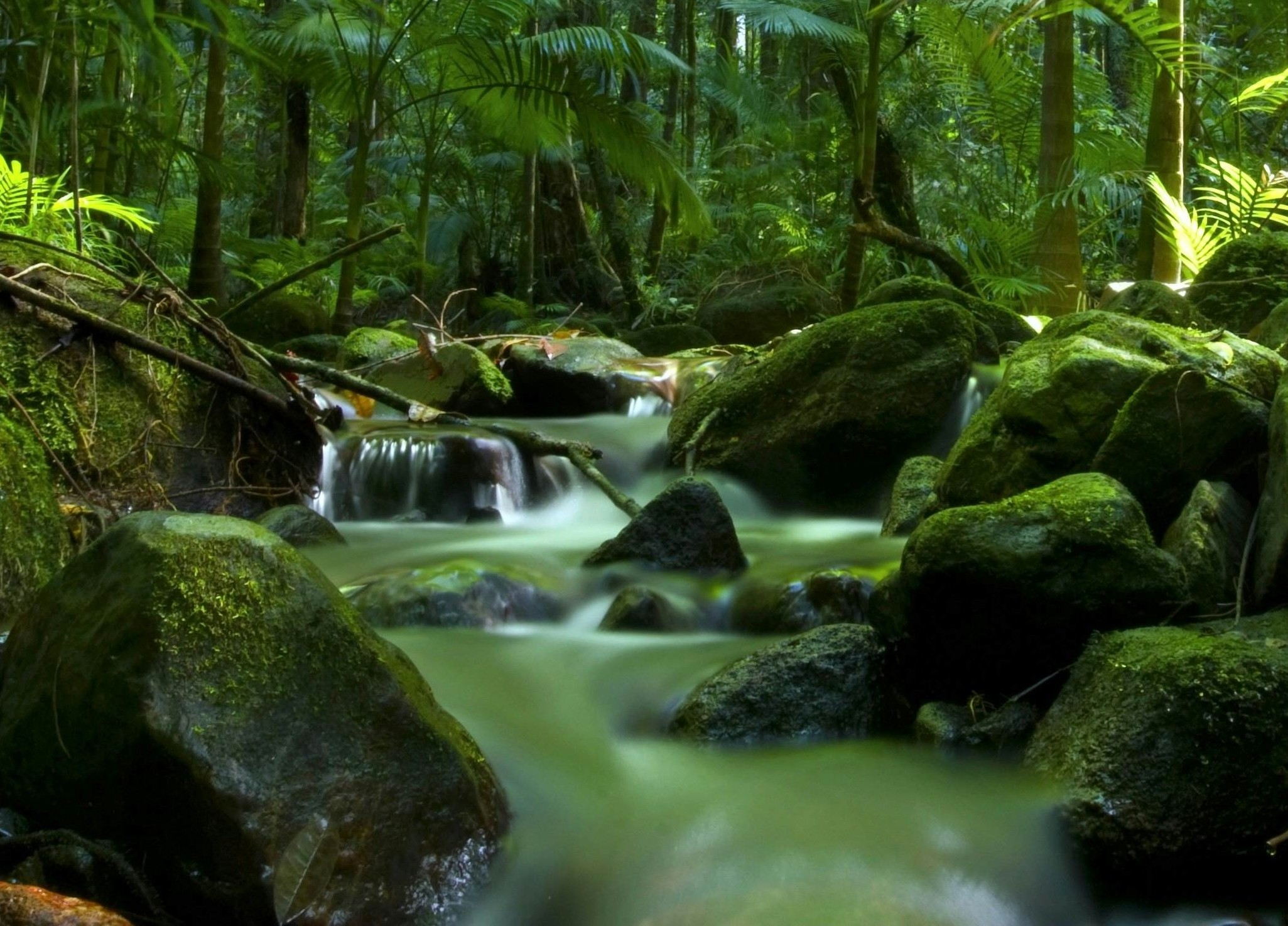 Daintree