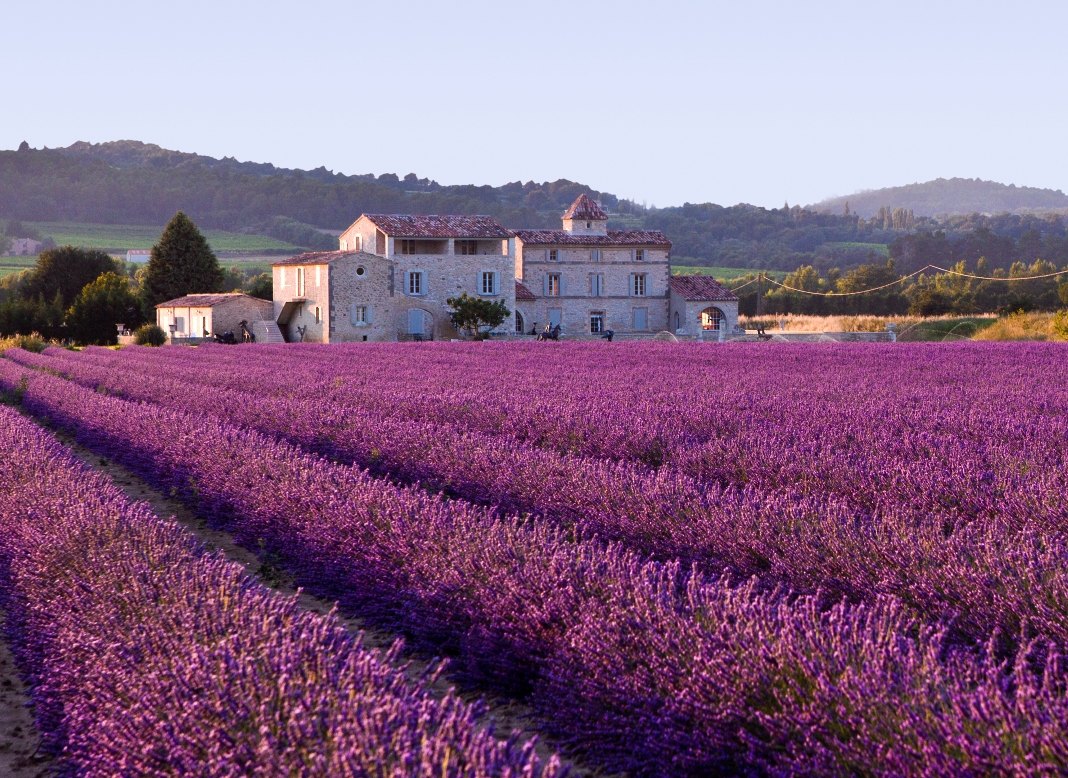 Lavender Fields of Provence