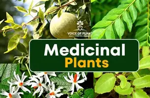 medicinal garden seed kit